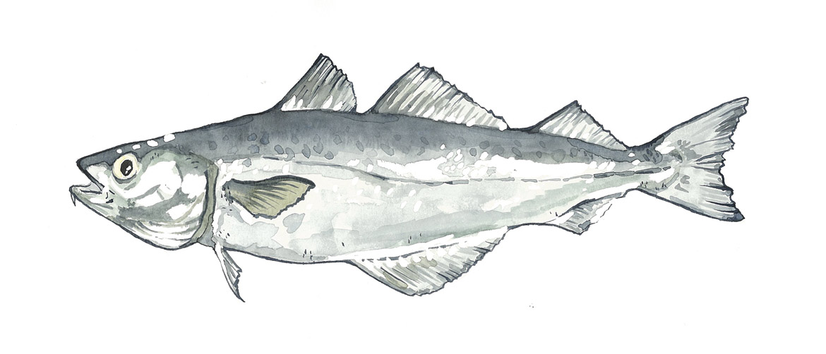 Die Guter Fisch-Liste für den Kauf von Meeresfisch ...